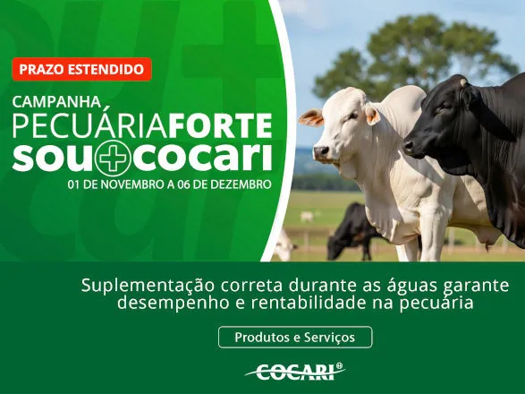 Suplementação correta durante as águas garante desempenho e rentabilidade na pecuária