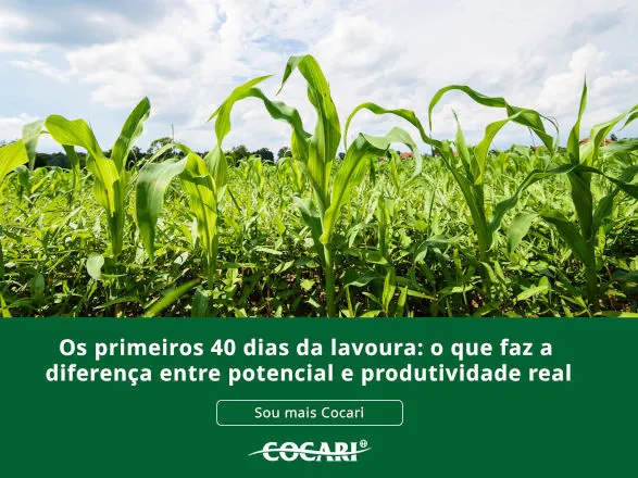 Primeiros 40 dias da lavoura: o que faz a diferença entre potencial e produtividade real