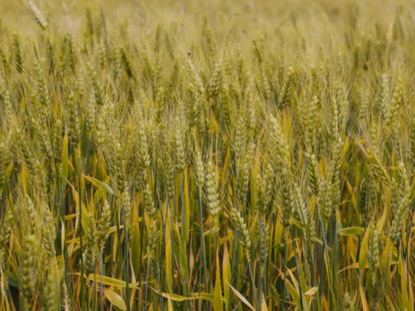 No acumulado até o terceiro trimestre, agro puxa crescimento da economia com alta de 11,6%