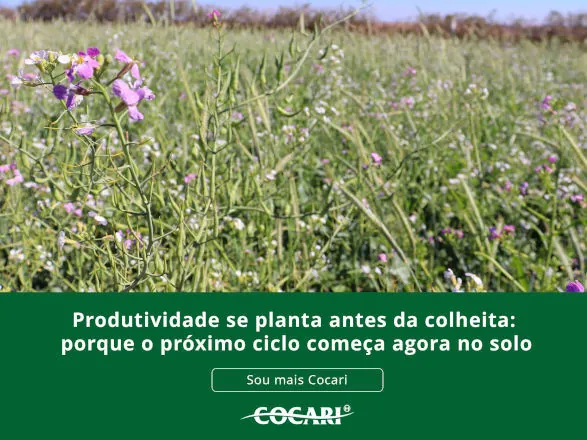 Produtividade se planta antes da colheita: porque o próximo ciclo começa agora no solo