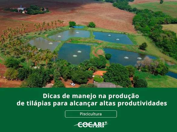 Dicas de manejo na produção de tilápias para alcançar altas produtividades