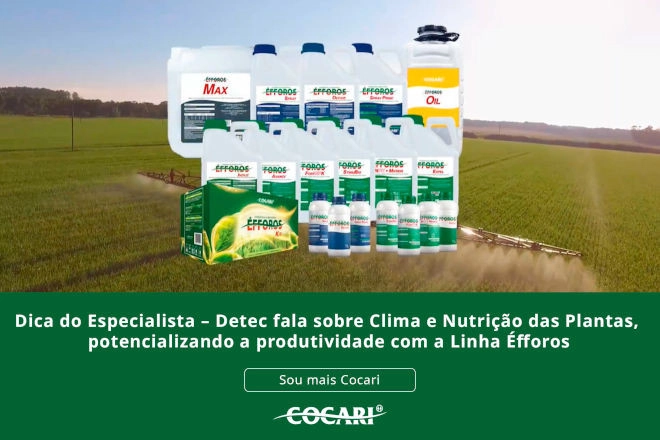 cocari 17 12 2025