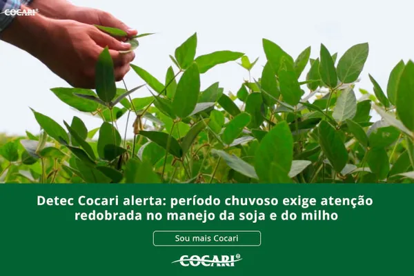  Detec Cocari alerta: período chuvoso exige atenção redobrada no manejo da soja e do milho
