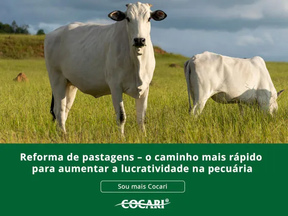 Reforma de pastagens – o caminho mais rápido para aumentar a lucratividade na pecuária