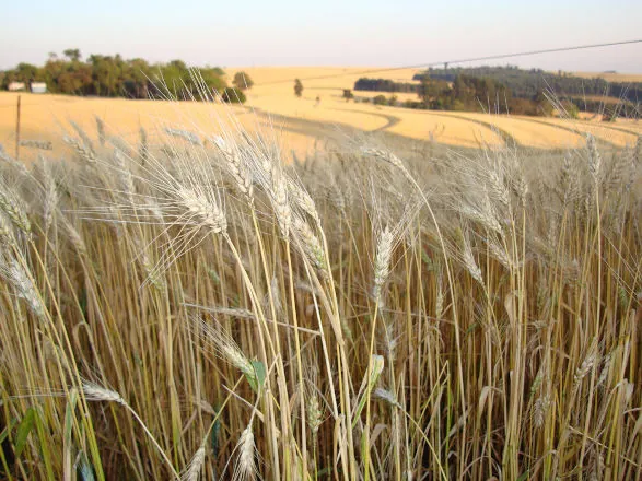 Leilões de PEP e Pepro mantém apoio ao escoamento de 64,7 mil de t de trigo e 16,88 mil toneladas e arroz