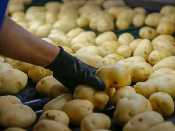 Palmas se consolida como principal produtor de sementes de soja e batata do Paraná
