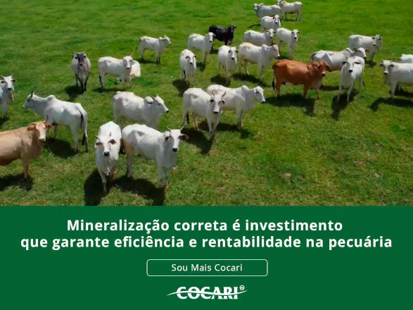 Mineralização correta é investimento que garante eficiência e rentabilidade na pecuária