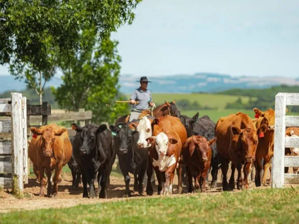 Show Rural: Novas raças e soluções darão novo impulso à área pecuária