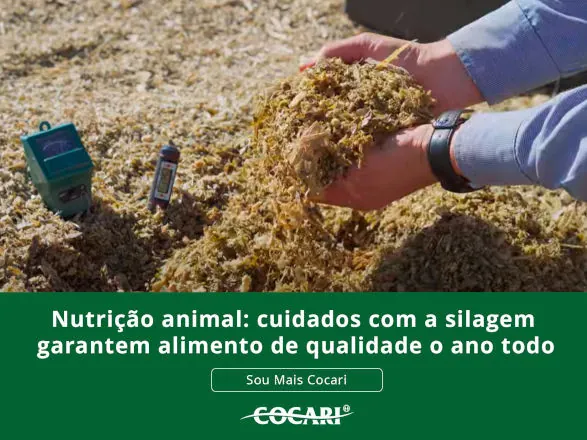 Nutrição animal: cuidados com a silagem garantem alimento de qualidade o ano todo