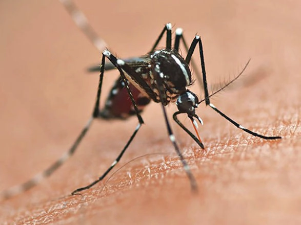 dengue 14 01 2026