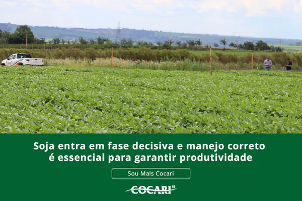Soja entra em fase decisiva e manejo correto é essencial para garantir produtividade