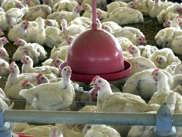 China encerra embargo e libera frango do RS após surto sanitário