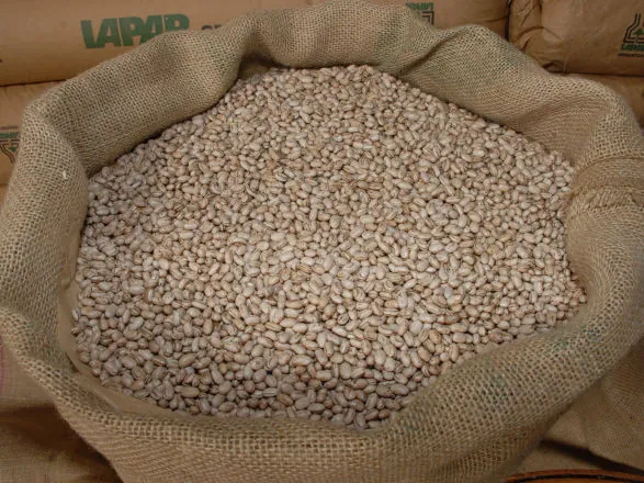 Maior produtor do Brasil, Paraná já colheu 72% da "safra das águas" do feijão