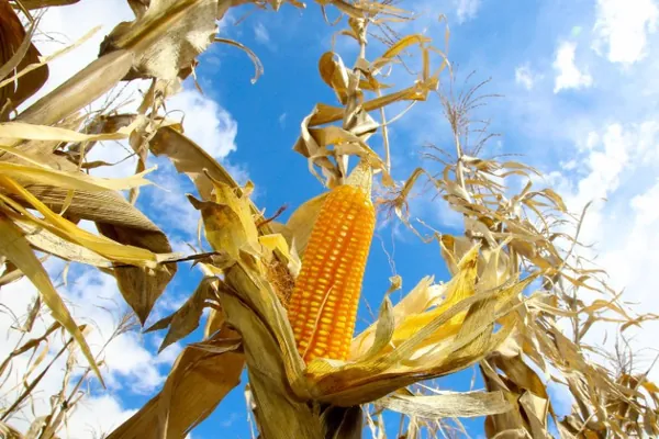 Mesmo com altas temperaturas e chuvas irregulares, soja e milho avançam no Paraná