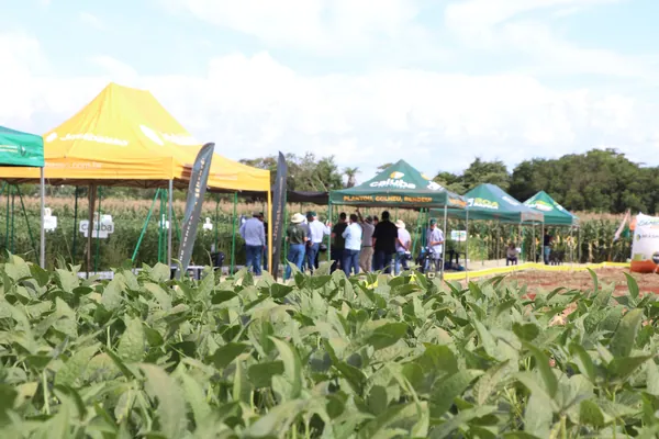 Dias de Campo da Copagril fortalecem transferência de tecnologia no Paraná e no Mato Grosso do Sul