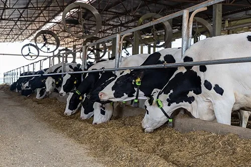 Frísia monitora 23,5 mil vacas por IA, equivalente a quase 70% da sua produção leiteira