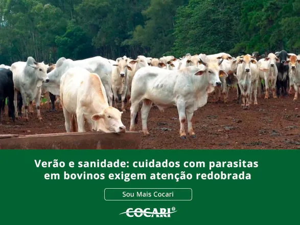 Verão e sanidade: cuidados com parasitas em bovinos exigem atenção redobrada