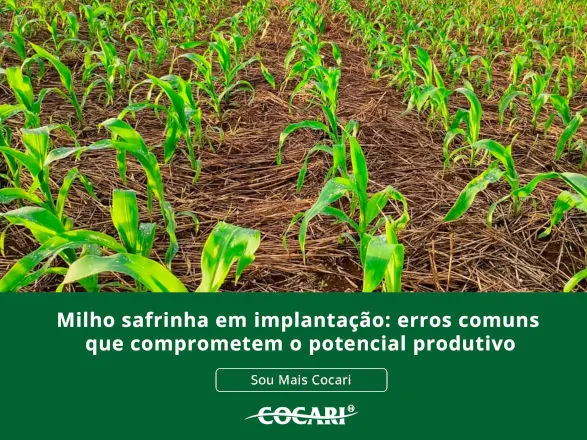 Milho safrinha em implantação: erros comuns que comprometem o potencial produtivo