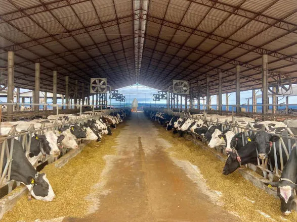 Crédito do BRDE à cadeia do leite do Paraná acelera 84% em 12 meses