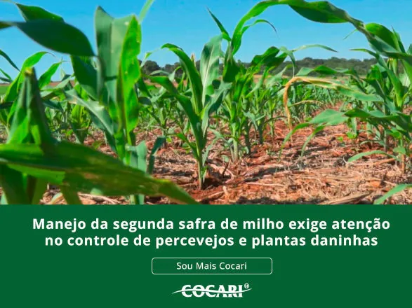Manejo inicial da lavoura de milho exige atenção ao controle de percevejos e plantas daninhas