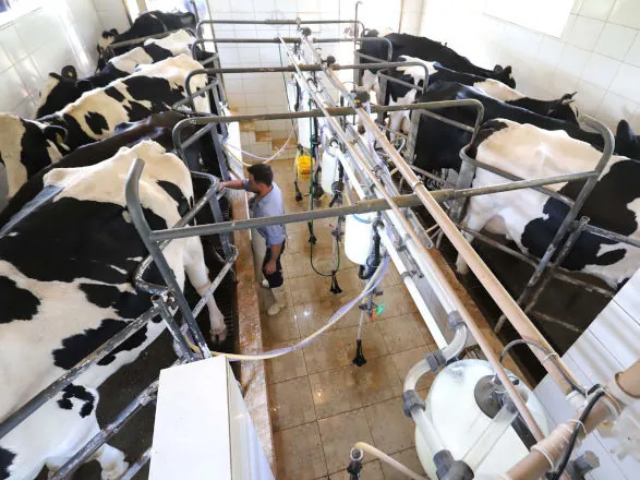 Paraná bate recorde na produção de frangos, suínos, bovinos, leite e ovos em 2025