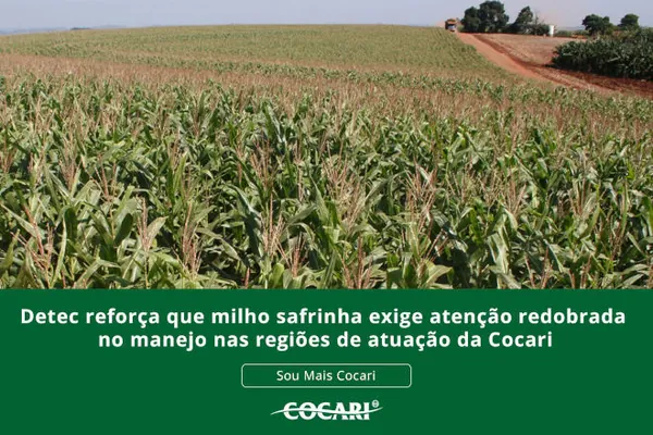 Detec reforça que milho safrinha exige atenção redobrada no manejo nas regiões de atuação da Cocari