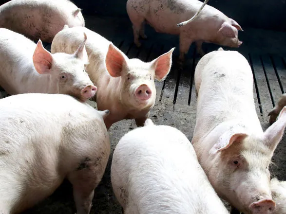Paraná lidera fornecimento de carne suína para o mercado nacional pelo 8º ano seguido