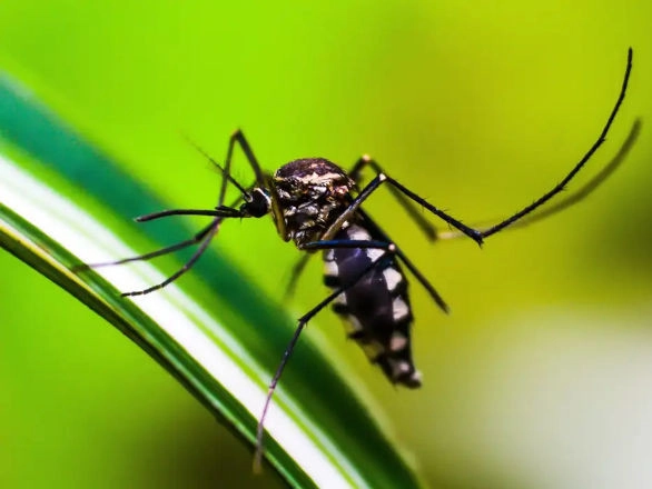 dengue 16 04 2026