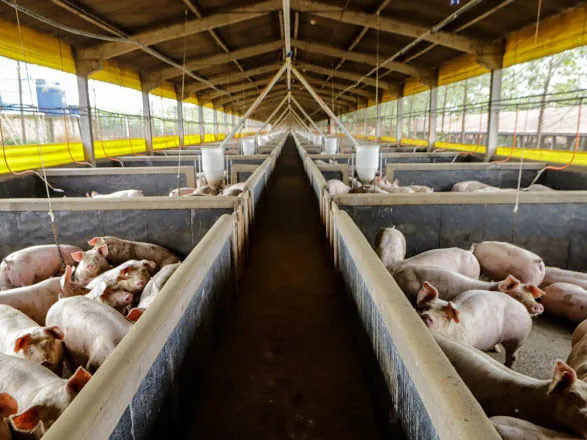 21,3 mil toneladas: exportações paranaenses de suínos têm melhor resultado para março