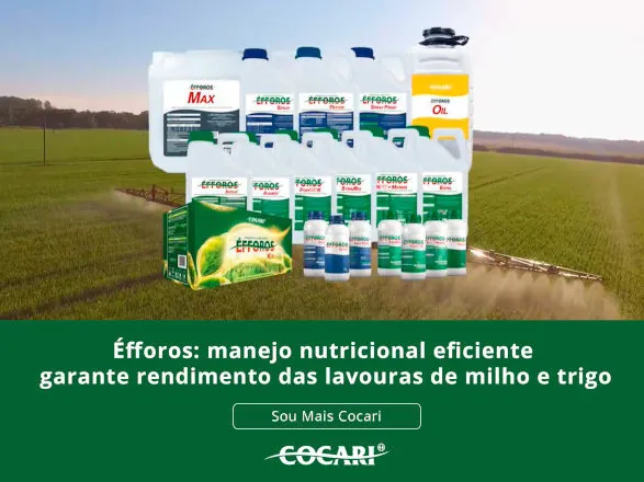 Éfforos: manejo nutricional eficiente garante rendimento das lavouras de milho e trigo