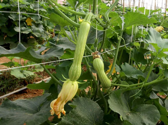 Cultivo de abobrinha movimenta R$ 101 milhões no Paraná, que é o 4º maior produtor nacional