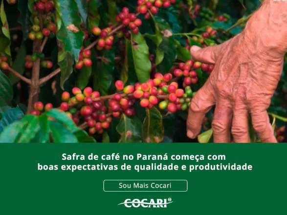 Safra de café no Paraná começa com boas expectativas de qualidade e produtividade; cooperados da Cocari estão animados