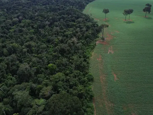 Brasil reduz em 42% perdas florestais em 2025, aponta estudo