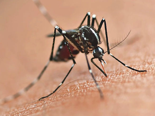 dengue 06 05 2026