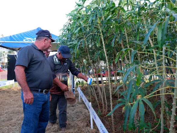 Dia de Campo reúne produtores de mandioca
