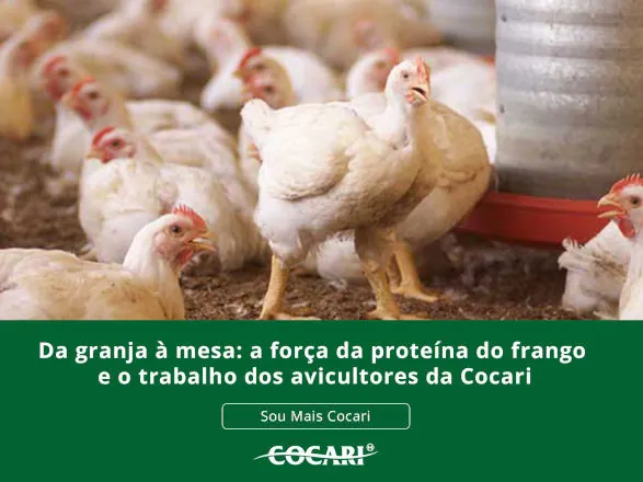 Da granja à mesa: a força da proteína do frango e o trabalho dos avicultores da Cocari