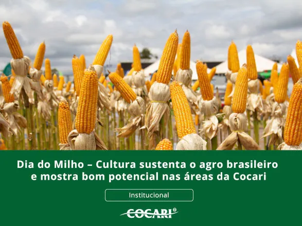 Dia do Milho – Cultura sustenta o agro brasileiro e mostra bom potencial nas áreas da Cocari