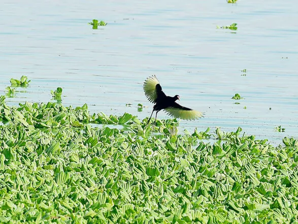 Governo do Estado prorroga o prazo para adesão ao Refis Ambiental