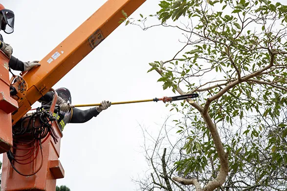 Sistema Ocepar integra parceria com a Copel para mutirões de poda de árvores 