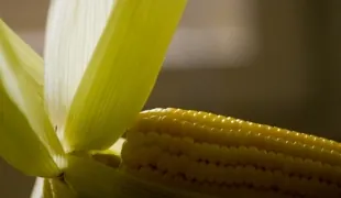 AGRONEGÓCIO: Valor de produção do milho mais do que dobrou nos últimos seis anos 