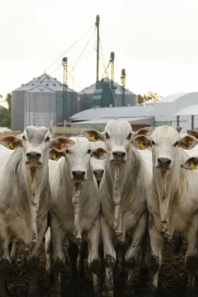 CARNE I:  Embargo russo termina 