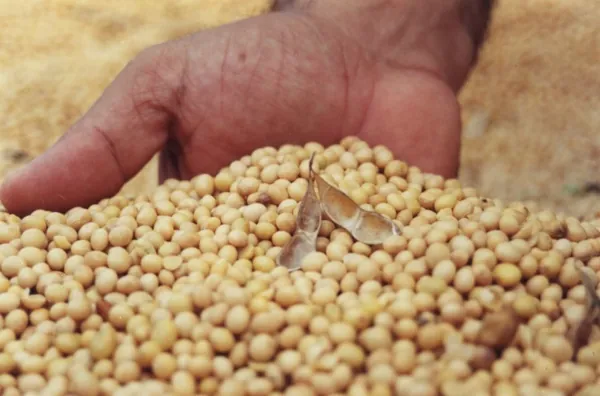 SOJA II: Declaração de Macron demonstra “desespero” em relação ao desenvolvimento do agro brasileiro, diz FPA