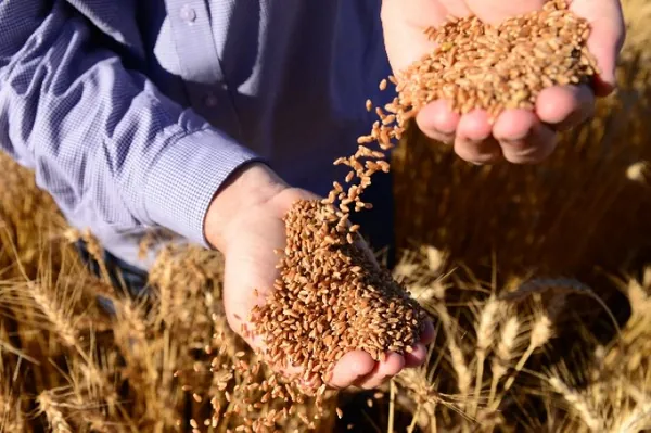TRIGO:  Começa a movimentação para a safra de inverno