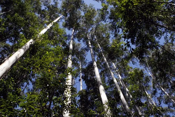 APRE: Com apenas 5% da área ocupada do Paraná, cultivo florestal gera impactos positivos no Estado