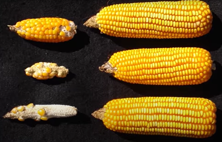 defesa agropecuaria 01 03 2021