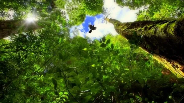 SUSTENTABILIDADE: Brasil passa a fazer parte do Protocolo de Nagoia sobre biodiversidade
