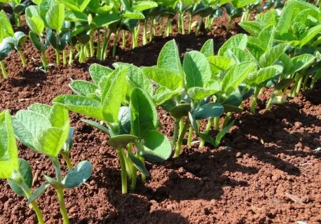 SEMENTES E MUDAS: Novas regras na agropecuária brasileira
