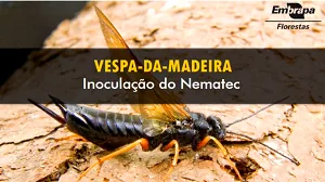 EMBRAPA FLORESTAS: Vespa-da-madeira tem vídeo atualizado e lembretes sobre ações de combate à praga