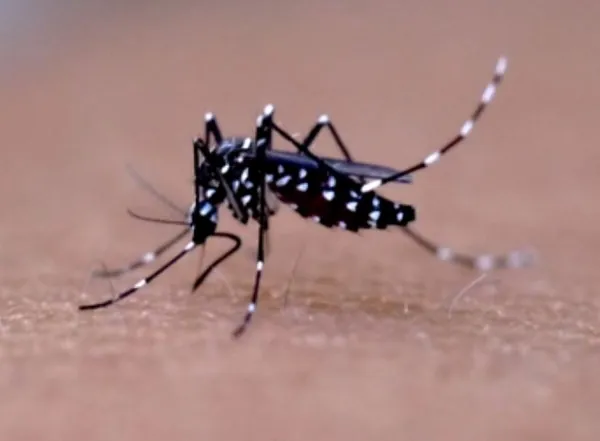 UNIMED LONDRINA: Vacina da dengue pode evitar reinternações e forma hemorrágica da doença