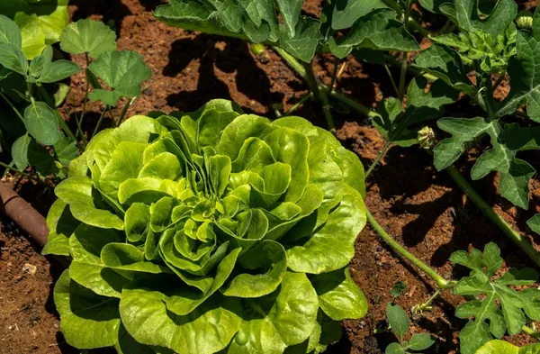 DEFESA AGROPECUÁRIA: Portaria estabelece procedimentos para a adesão ao Sistema Brasileiro de Inspeção de Produtos de Origem Vegetal